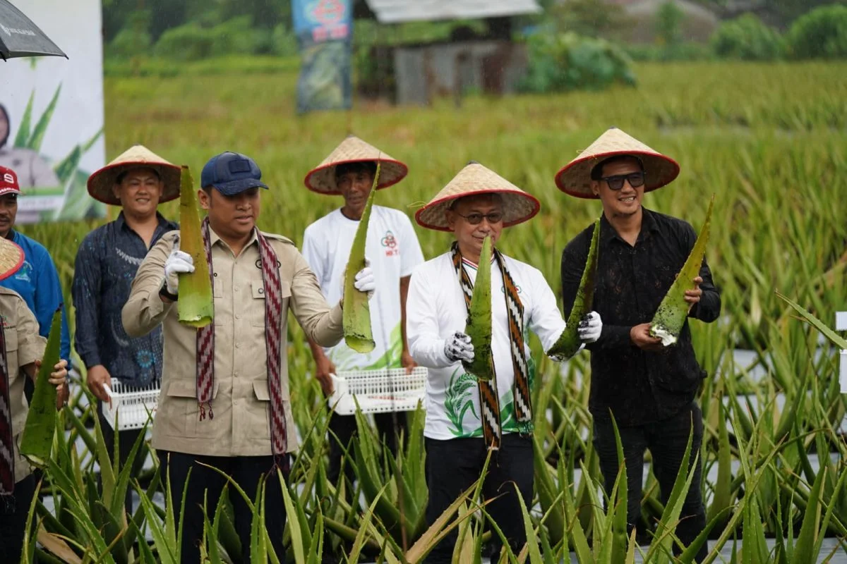 Wamentan Panen Lidah Buaya di Pontianak dan Bagi Alat Pertanian